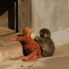 Punch at Ichikawa City Zoo, Japan